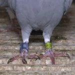 Kaybolan Güvercine 75 Bin TL Ödül!