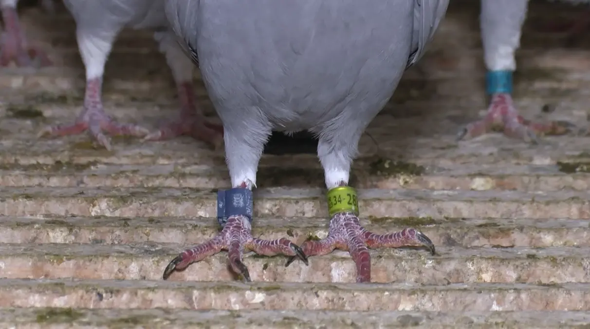 Kaybolan Güvercine 75 Bin TL Ödül!