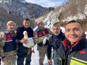 Kaybolan Kazlar Bulundu