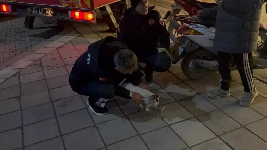 Kedi Balkonda Mahsur Kaldı