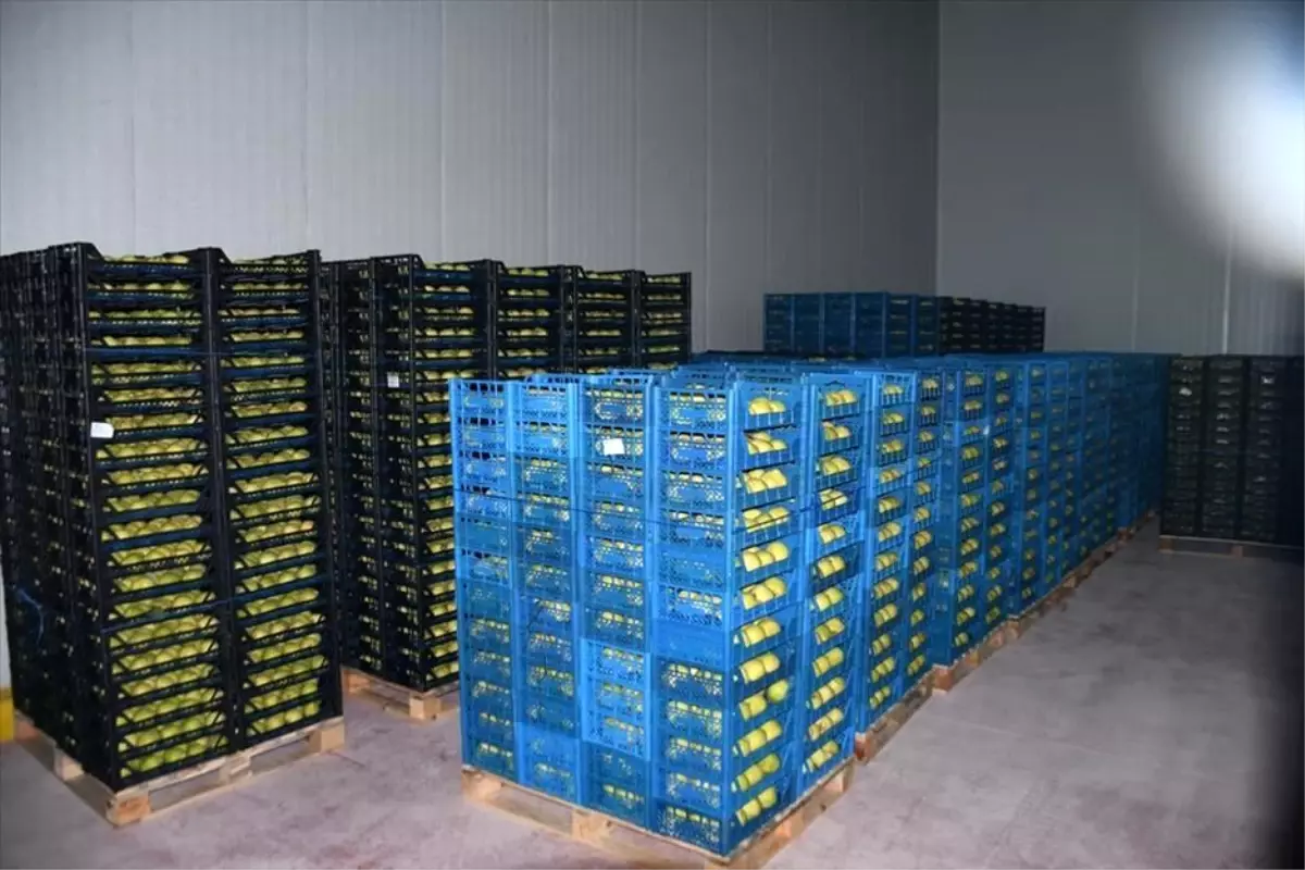 Kestel’e 400 milyon liralık dev meyve tesisi kuruluyor