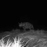 Kırıkhan’da Nesli Tükenme Tehlikesi Altında Canlılar Kaydedildi