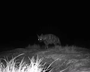 Kırıkhan’da Nesli Tükenme Tehlikesi Altında Canlılar Kaydedildi