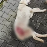Köpeği Tüfekle Vuran Şahıs Aranıyor