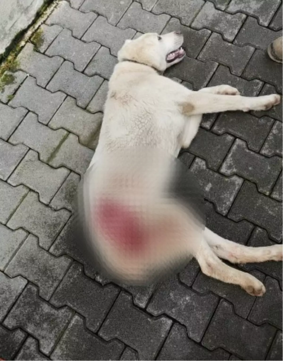 Köpeği Tüfekle Vuran Şahıs Aranıyor