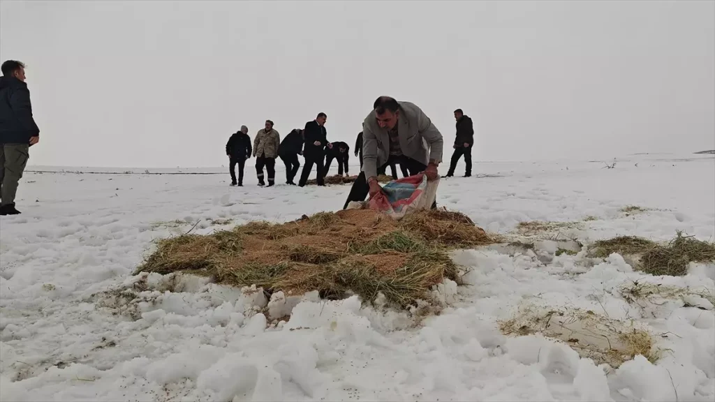 Korkut’ta Yaban Hayvanlarına Yardım