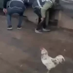 Kümeste Yakalanan Zanlı