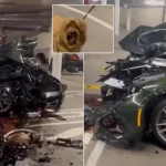 Lüks aracı otoparkta pert etti, köpek bile neye uğradığını şaşırdı