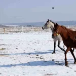 Malatya’da 2026 Şampiyon Taylar Doğmaya Başladı