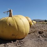 Market ile üretici arasındaki fiyat farkı yüzde 278’i geçti