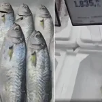 Markette satılan balığın fiyatını duyunca büyük şaşkınlık yaşadı