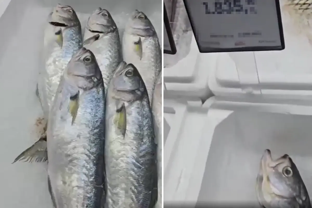 Markette satılan balığın fiyatını duyunca büyük şaşkınlık yaşadı