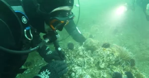 Marmara Denizi’nde Dipten Diriliş