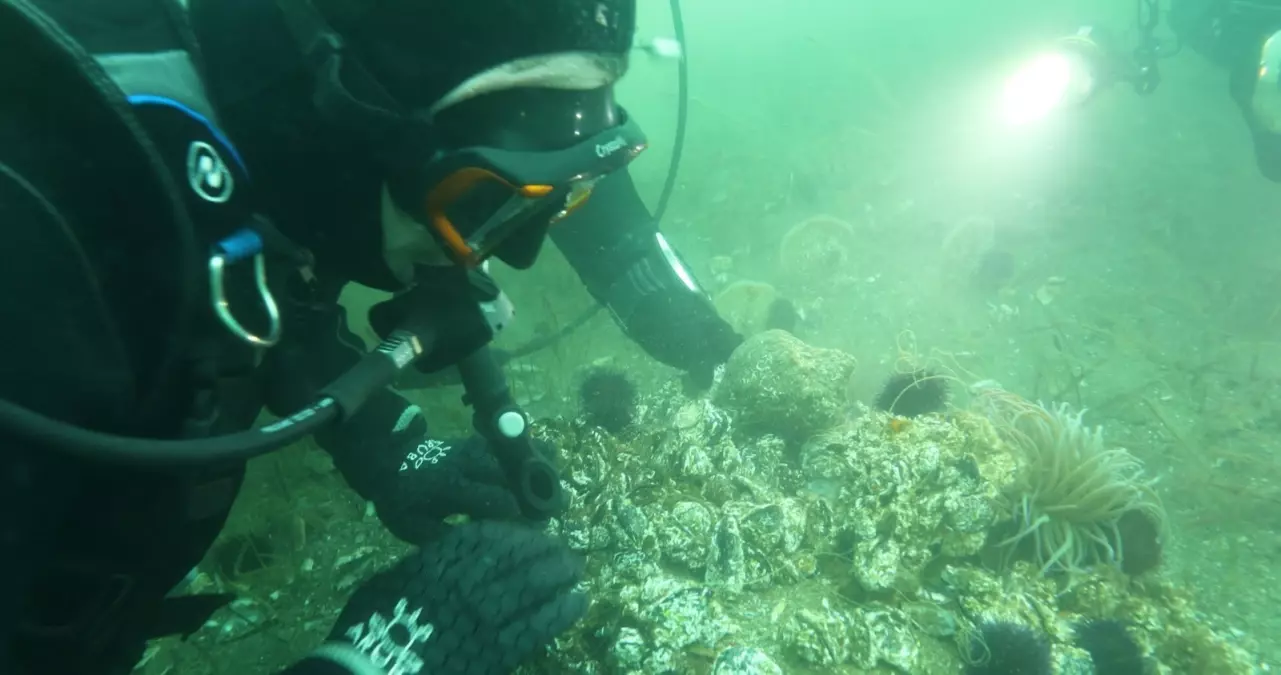 Marmara Denizi’nde Dipten Diriliş