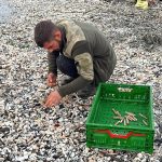 Mersin’de fırtına sonrası sahile vuran binlerce kargı midyesini balıkçılar topladı