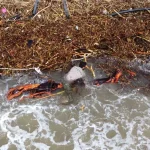 Mersin’de Sel, Sahilleri Odunlarla Doldurdu