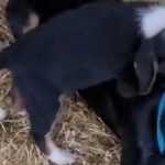 Muğla’da köpeği çalınan vatandaştan hırsıza çağrı