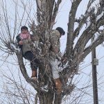 Muş’ta besicilerden alternatif yem yöntemi