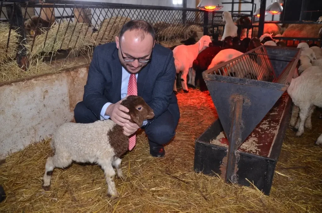 Muş’ta Sütçü Koyun Kuzuları Doğdu