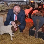 Muş’ta Sütçü Koyun Kuzuları Doğdu