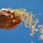 Ocak ayındaki yağlı tohum ihracatı 1 milyar dolarlık gelire yaklaştı