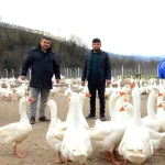 Ordu’da ‘alım garantisi’ ile kaz yetiştiriciliği büyüyor