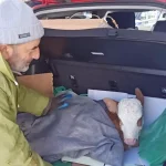 Otomobil Bagajında Serum Tedavisi