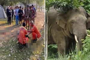 Sabah yürüyüşü sırasında vahşi filin saldırısına uğrayan turist feci şekilde can verdi
