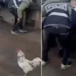 Saklandığı kümeste öksürünce yakayı ele verdi