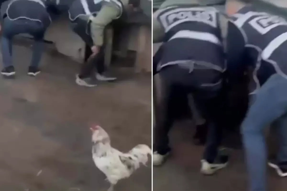 Saklandığı kümeste öksürünce yakayı ele verdi