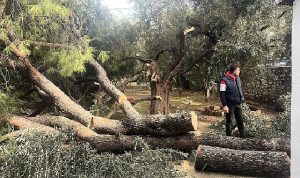 Şiddetli Fırtına Nedeniyle Yaşanan Olumsuz Durumlara Milas Belediyesi Anında Müdahale Etti