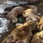 Sivas’ta Ahır Çöktü: 40 Koyun ve 14 Kuzu Telef Oldu