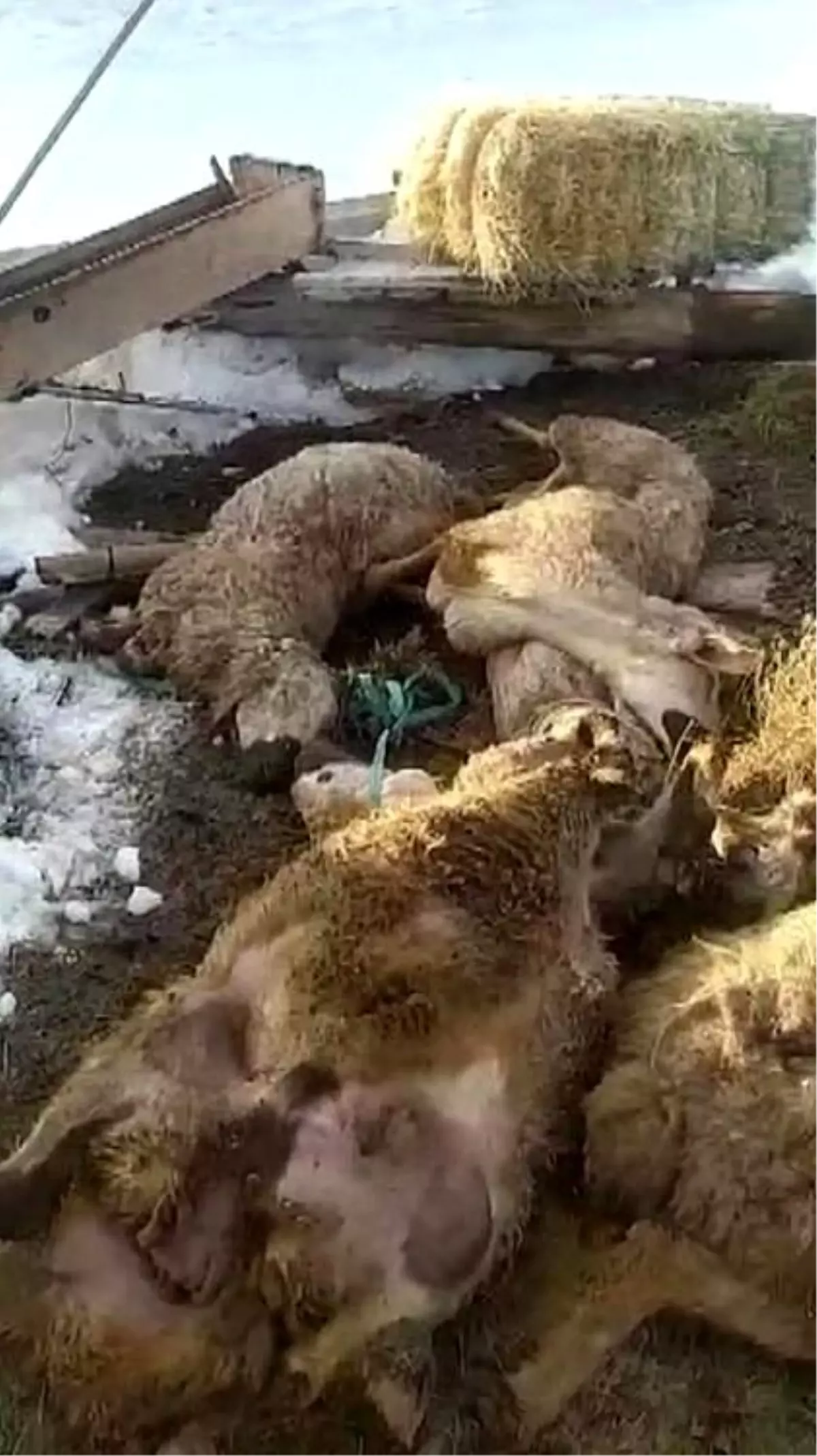 Sivas’ta Ahır Çöktü: 40 Koyun ve 14 Kuzu Telef Oldu