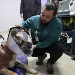 Sivas’ta Kangal Köpeği Ameliyat Oldu