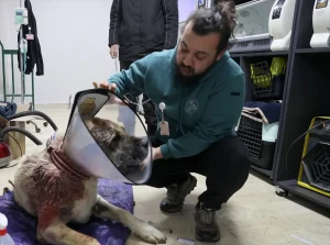 Sivas’ta Kangal Köpeği Ameliyat Oldu