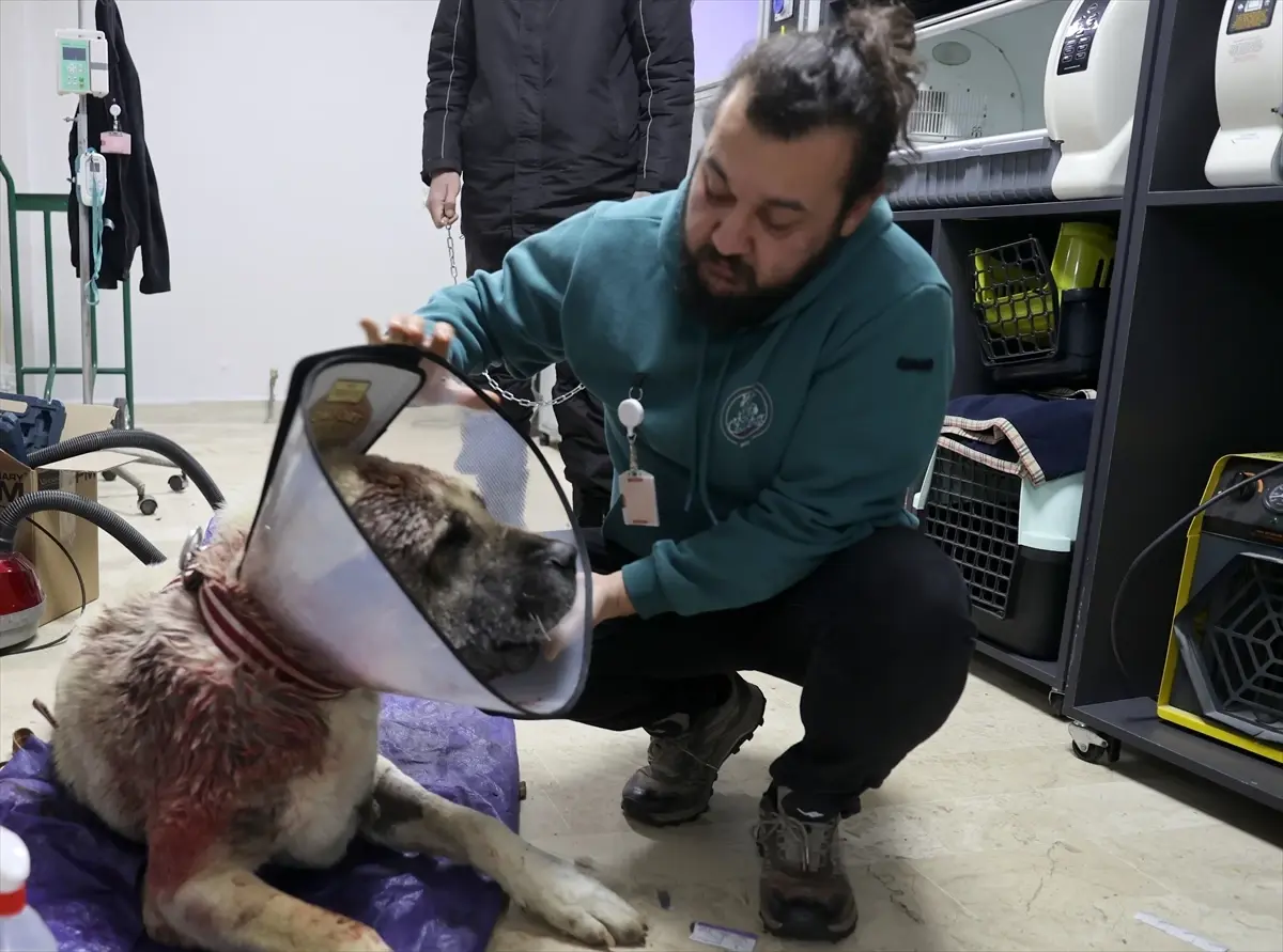Sivas’ta Kangal Köpeği Ameliyat Oldu