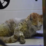 Sivas’ta Yangın: 26 Kedi Hayatını Kaybetti