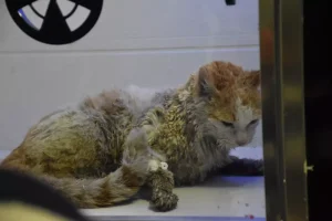 Sivas’ta Yangın: 26 Kedi Hayatını Kaybetti