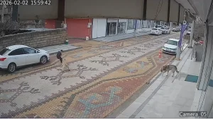Sokak Köpeği Çocuğu Saldırdı, Esnaf Kurtardı