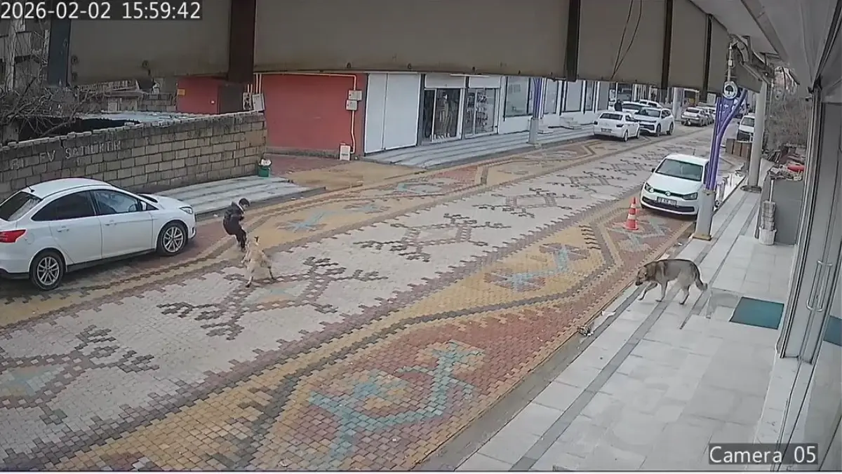 Sokak Köpeği Çocuğu Saldırdı, Esnaf Kurtardı