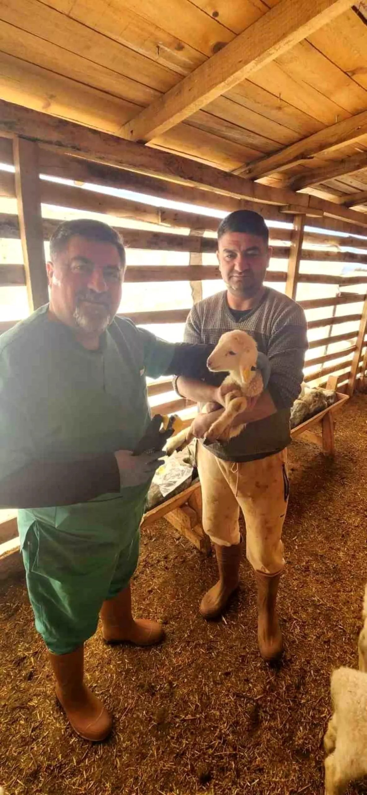 Söke’de Koyunların Aşısı Yapıldı