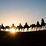 Suudi Arabistan’da “deve pasaportu” projesi