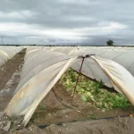 Tarsus’ta Pompalar Tarları Kurtardı