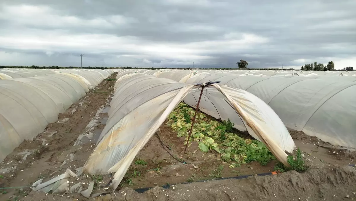 Tarsus’ta Pompalar Tarları Kurtardı