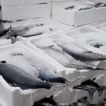 Tekirdağ’da Torik Bolluğu