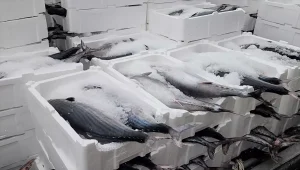 Tekirdağ’da Torik Bolluğu