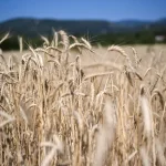 Torbalı’da Yağışlar Üreticilere Can Su Oluyor