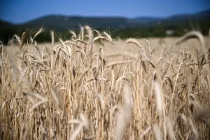 Torbalı’da Yağışlar Üreticilere Can Su Oluyor