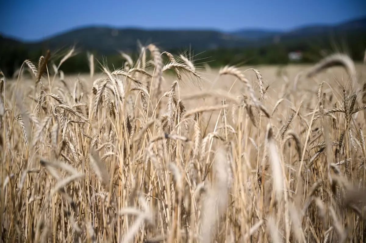 Torbalı’da Yağışlar Üreticilere Can Su Oluyor