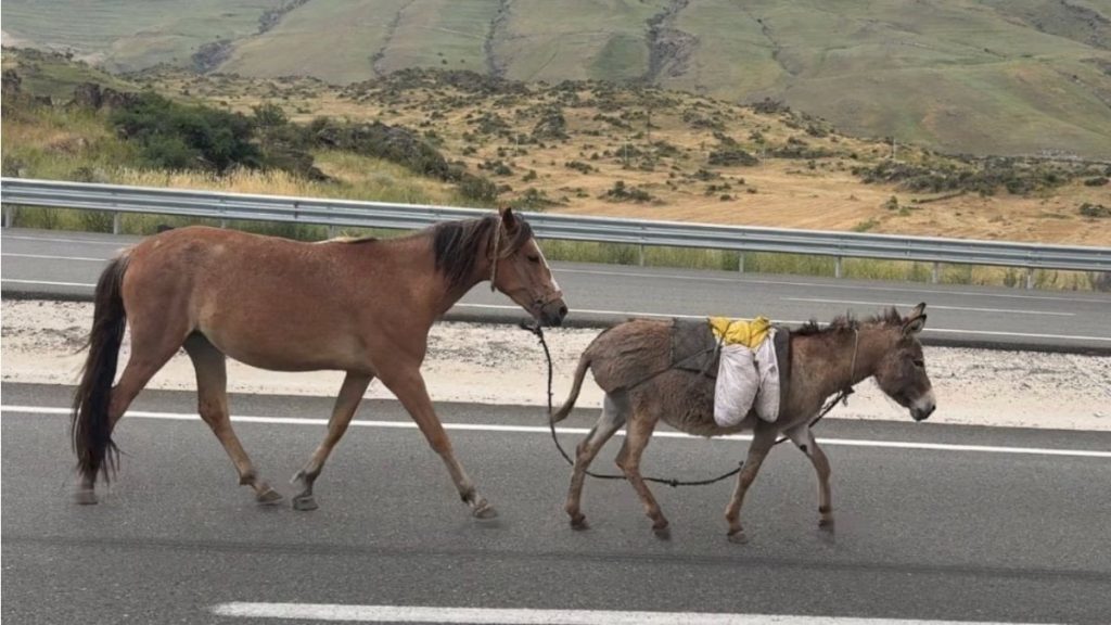 TÜİK verileri ortaya koydu: At, eşek ve katır sayısı geriliyor